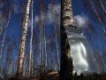 Bērzu sulu vākšanas komplekts